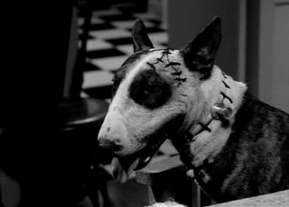 frankenweenie_1984_1